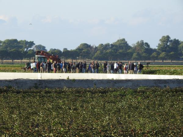 sporenkievit eenmalig het land in